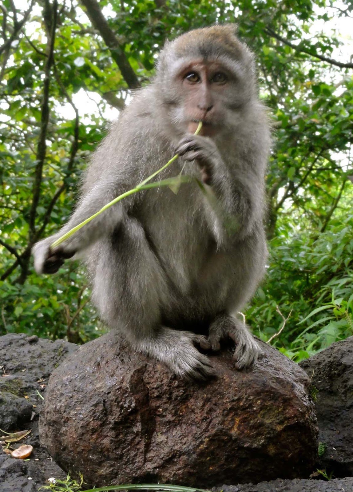 Monkey D Luffy vs Nezuko Kamado Who Would Win